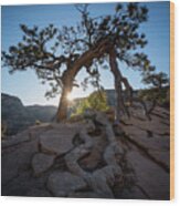 Lone Tree In Zion National Park Wood Print
