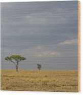 Lone Tree Serengeti Wood Print