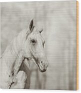 Lone White Wild Horse Ii Wood Print
