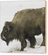 Lone Winter Buffalo Eating Wood Print