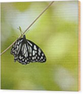 Lonely Butterfly Wood Print