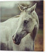 White Horse Close Up Vintage Colors Portrait Wood Print
