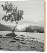 Loney Tree Snowdonia Wales Journey Of Mountains Wood Print