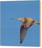 Long-billed Curlew In Flight Wood Print