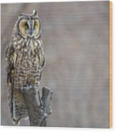 Long Eared Owl Wood Print