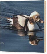 Long-tailed Duck At Carolina Lake Wood Print