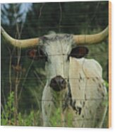 Longhorn Steer Wood Print