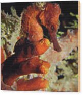 Longsnout Seahorse, St. Croix, U.s. Virgin Islands 2 Wood Print