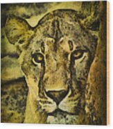 Look Of The Lioness Wood Print