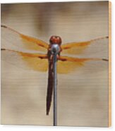 Lookin' For Love In All The Wrong Places - Dragonfly, Atascadero, California Wood Print