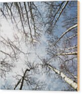 Looking Up On Tall Birch Trees Wood Print