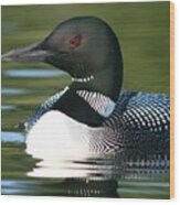 Loon Close Up Wood Print