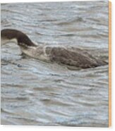 Loon Diving Underwater Two Wood Print