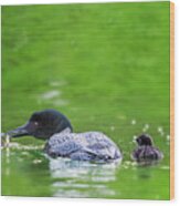 Loon With Chicks Wood Print