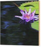Lotus And Dark Water Refection Wood Print