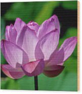 Lotus Beauty--buxom Beauty Ii Dl0090 Wood Print
