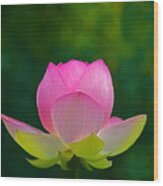 Lotus Blossom 842010 Wood Print