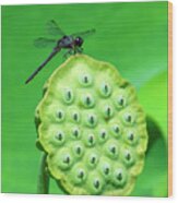 Lotus Capsule And Slaty Skimmer Dragonfly Dl0106 Wood Print