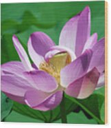 Lotus--center Of Being--protective Covering Ii Dl0088 Wood Print