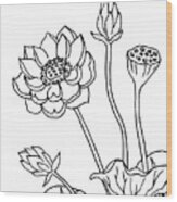 Lotus Flowers Drawing Wood Print