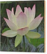 Lotus In Full Bloom Ii Wood Print