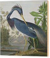 Louisiana Heron Wood Print