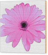 Lovely Pink Daisy Flower Gift By Delynn Addams Wood Print