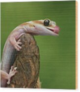 Lovely Water - Velvet Gecko Wood Print