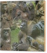 Lowland Gorilla Montage Wood Print