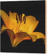 Luminous Lilly Wood Print