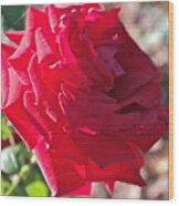 Luminous Red Rose Morning Wood Print