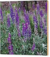 Lupines Stand Proud Wood Print