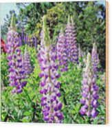 Lupins Wood Print