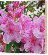Lush Spring Of The Pink Rhododendrons. Wood Print