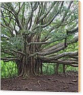Lush Tropical Banyan Tree Wood Print
