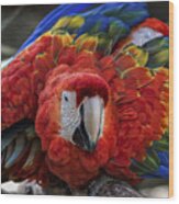 Macaw Parrot Wood Print