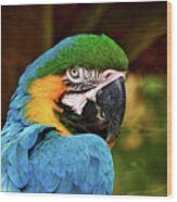 Macaw Portrait Wood Print