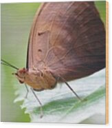 Macro Brown Butterfly Wood Print