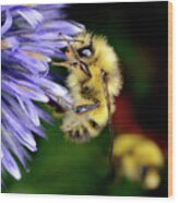 Macro Photography - Bees 4 Wood Print