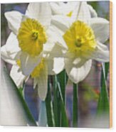 Magic Daffodils Wood Print