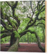Magical Angel Oak Tree Wood Print