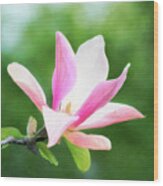 Magnificent Daybreak Magnolia At Day's End Wood Print