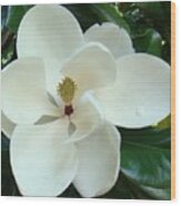 Magnolia Bloom Wood Print