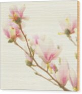 Magnolia Blossom Wood Print