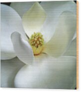 Magnolia Elegance Wood Print