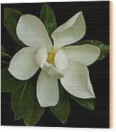 Magnolia Flower Wood Print