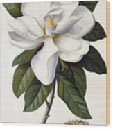 Magnolia Grandiflora Wood Print