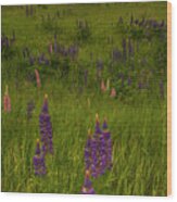 Maine Lupines And Home After Rain And Storm Wood Print