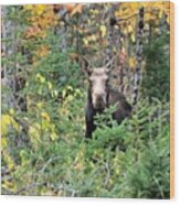 Maine Moose Wood Print