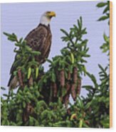 Majestic Eagle On Pine Wood Print